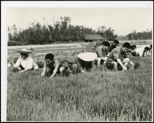 1966年，老师、学生和领导在田间劳动(中图右一为学院党委书记赵欲樵) 