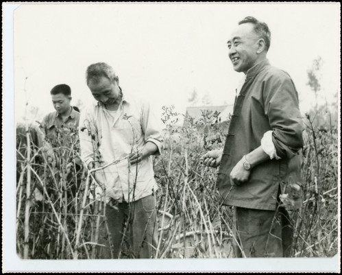 1966年，老师、学生和领导在田间劳动(中图右一为学院党委书记赵欲樵) 